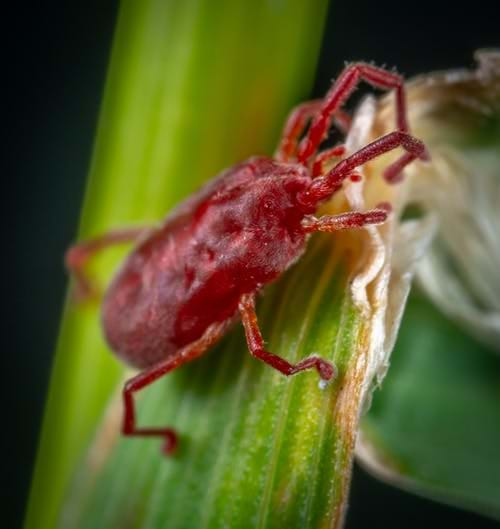 Red Mite Image